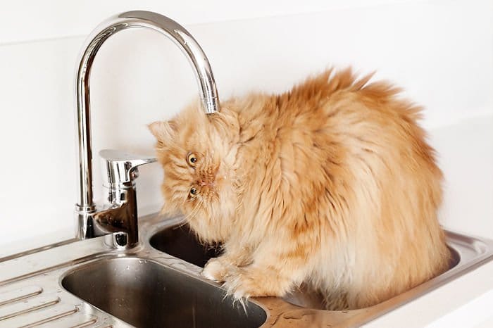 garfi sink