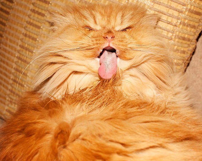 garfi tongue