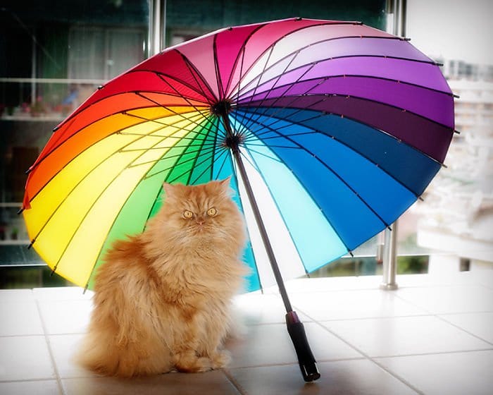 garfi umbrella