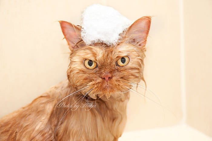 garfi wash