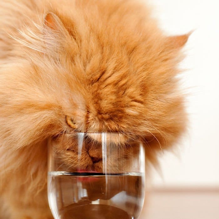 garfi water glass