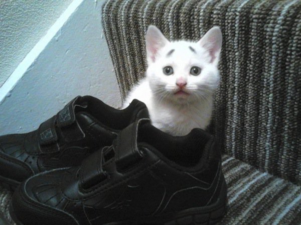 gary-kitten-shoes