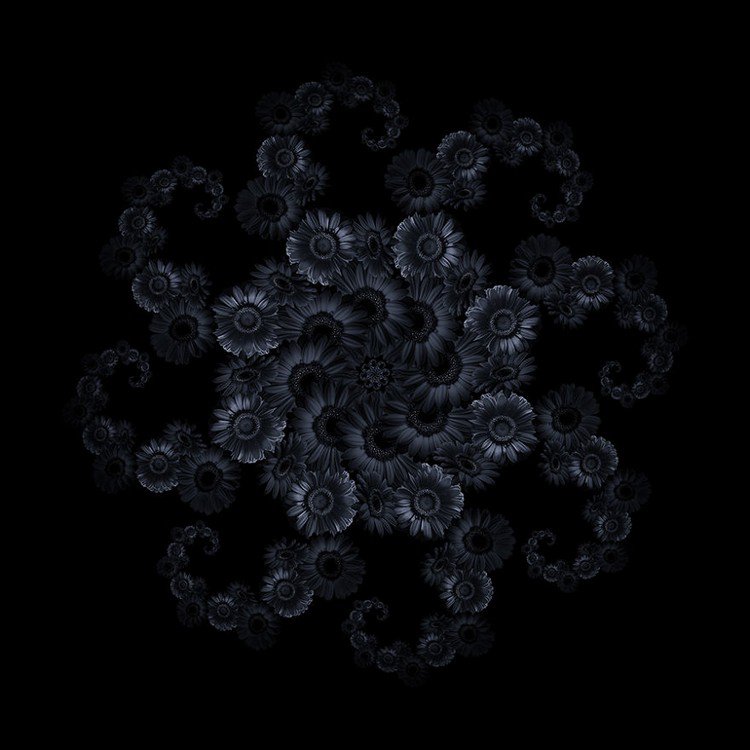 gerbera flower fractal