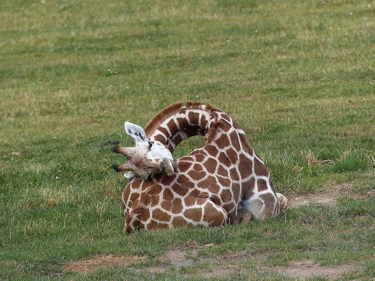 giraffe-peaceful