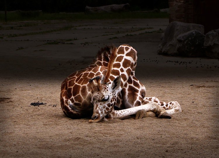 giraffe-sleep
