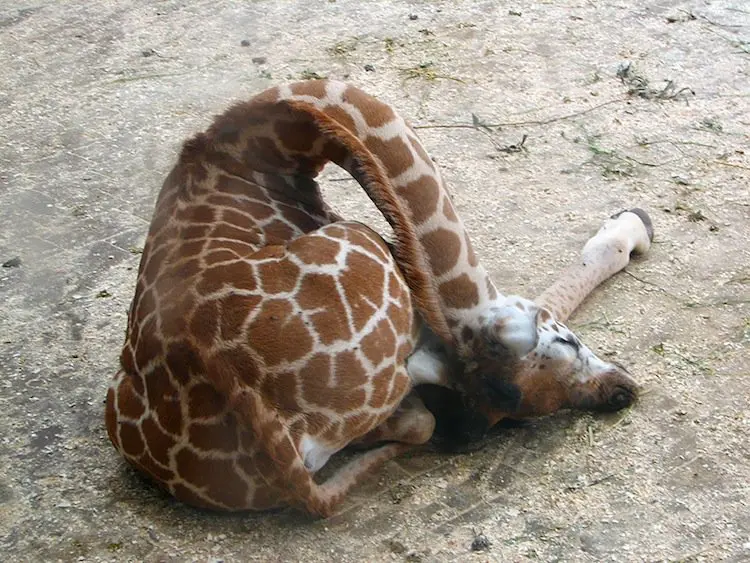 giraffe-sleepin