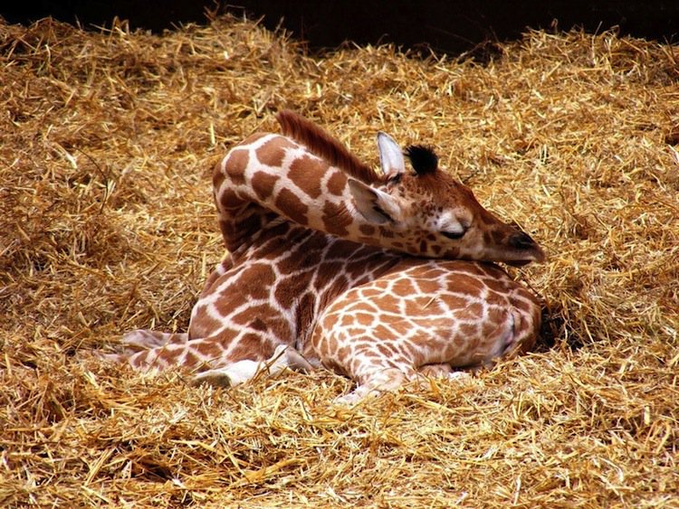 giraffe-sleeping