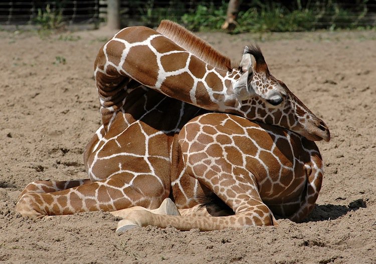 giraffe-tired