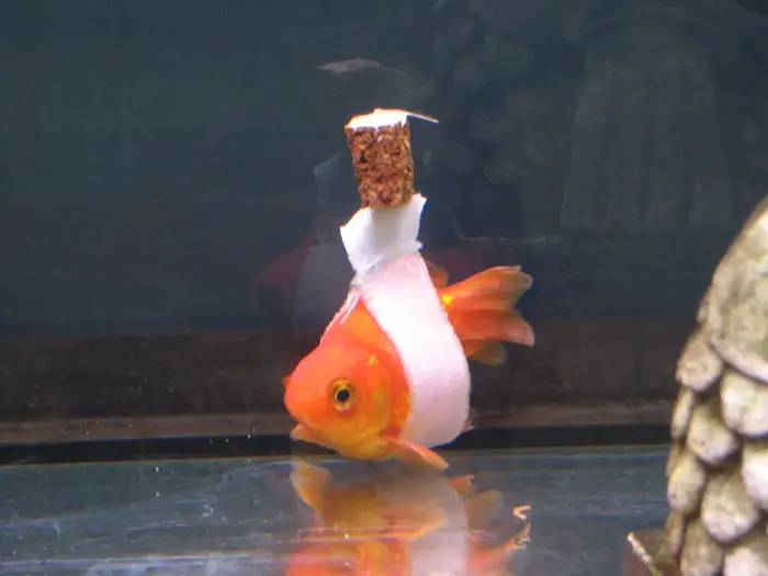 goldfish cork harness