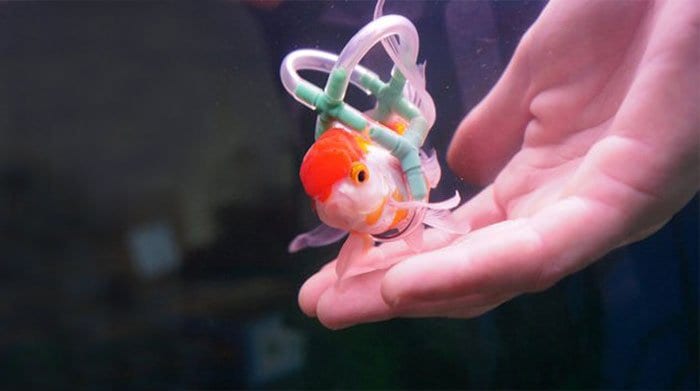 goldfish wheelchair hand