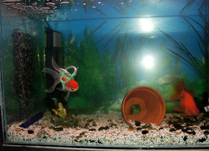 goldfish wheelchair tank pot