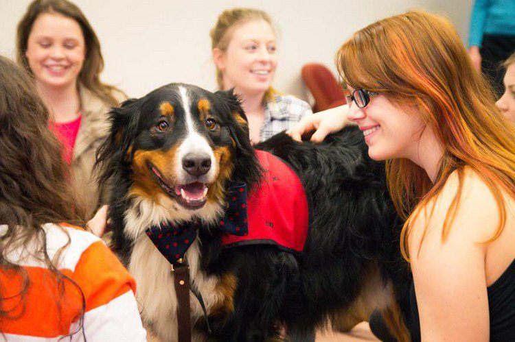 happy dog students bow tie