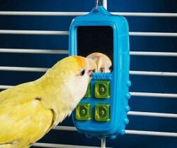 interactive bird toy