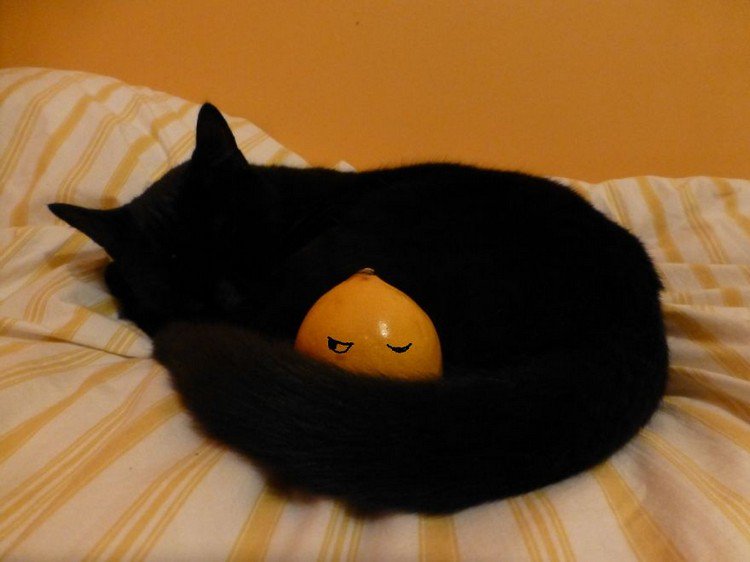 lemon cat