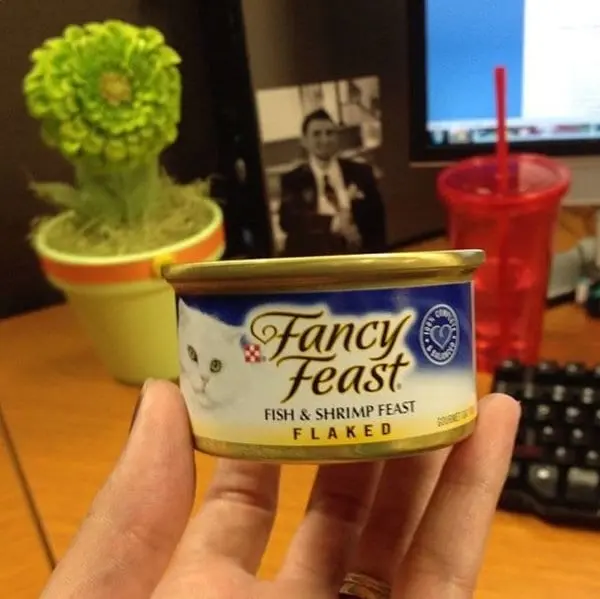 lunch-cat-food