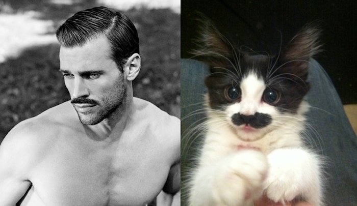 men-and-kittens-moustache