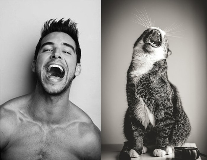 men-and-kittens-yawn