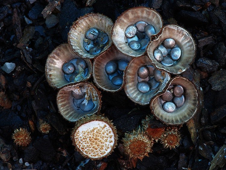 mushroom-blue-two