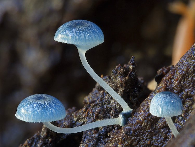 mushroom-blue