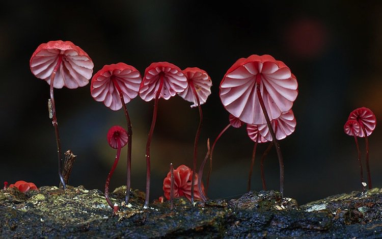 mushroom-dancing