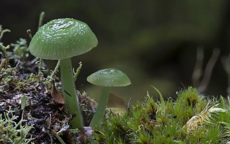 mushroom-green-two