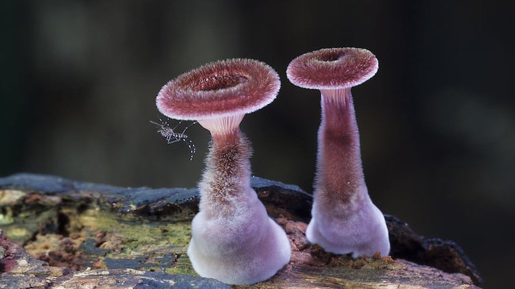 mushroom-pink