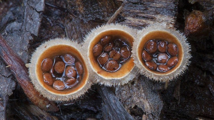 mushroom-pods