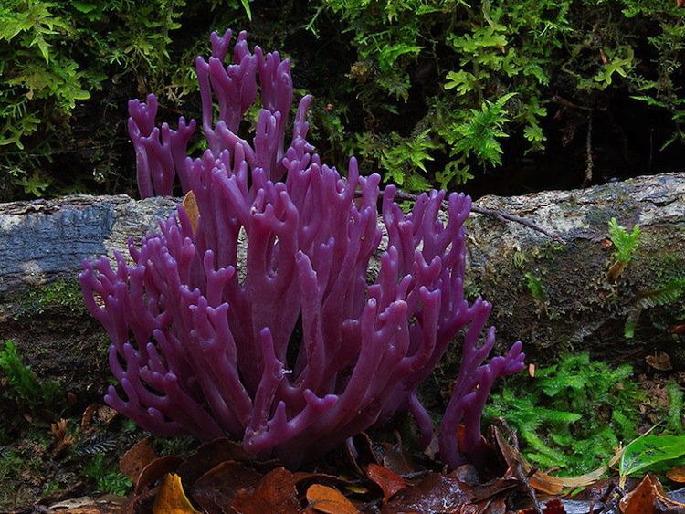 mushroom-purple