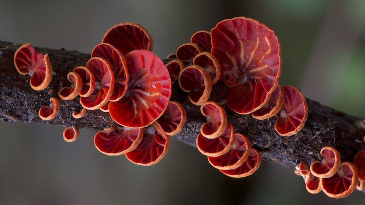 mushroom-red