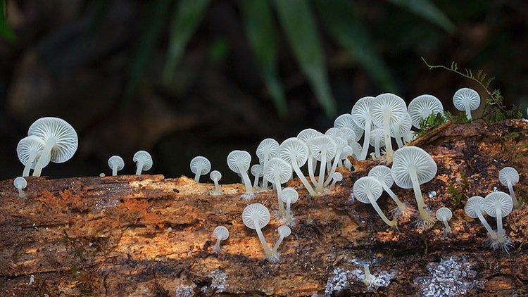 mushroom-small