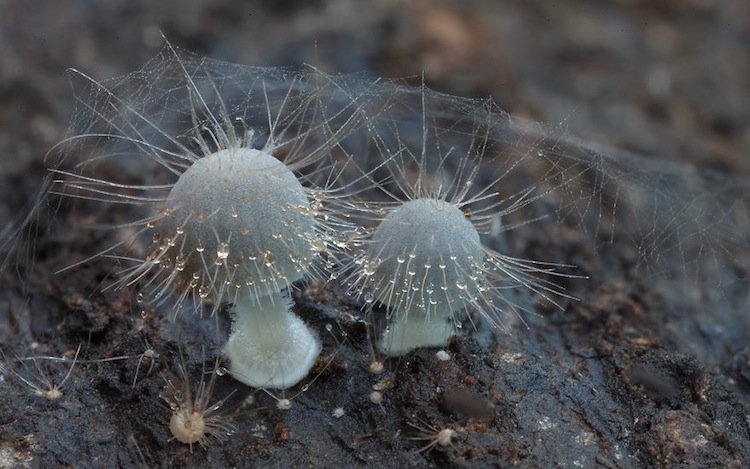 mushroom-web