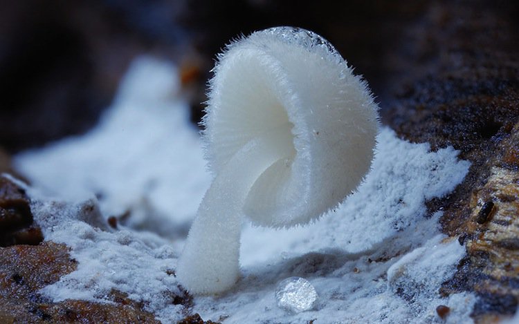 mushroom-white-two