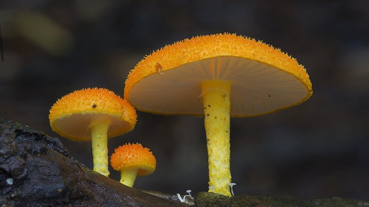 mushroom-yellow