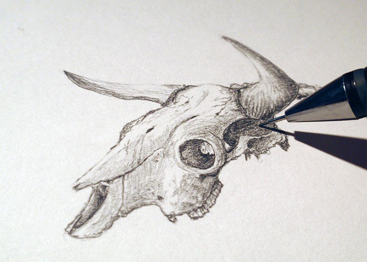 ophiotauros bull skull