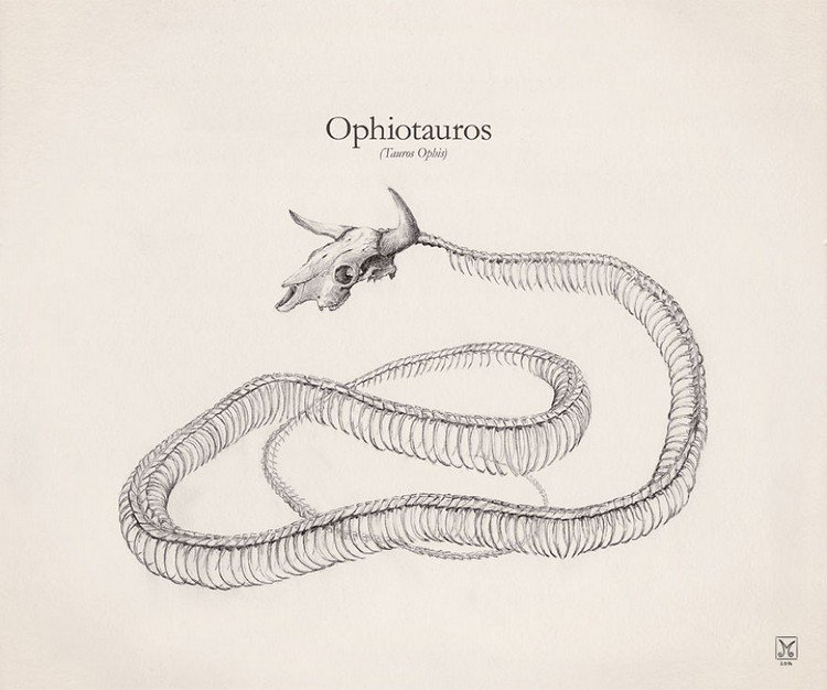 ophiotauros skeleton