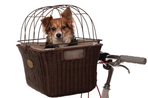 dog sitting in basket mounted to bicycle