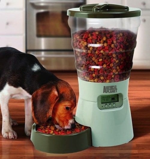 dog eating from automatic pet feeder