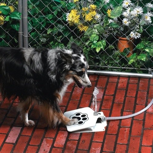 dog using water fountain by pressing paw on button