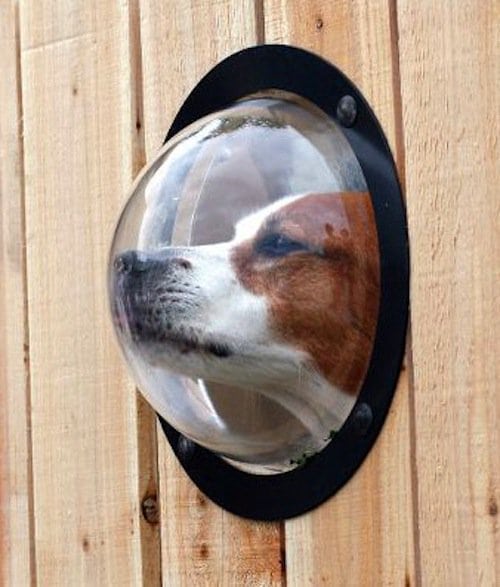 dog looking through porthole built in fence