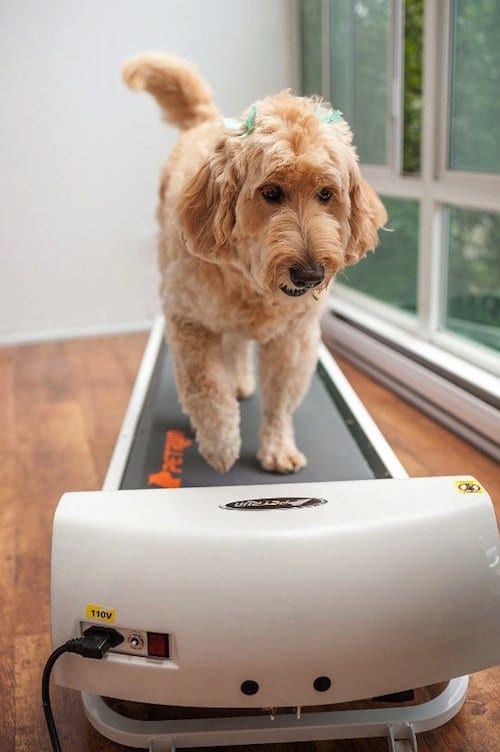 dog running on treadmill