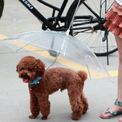 dog standing outside with umbrella over them