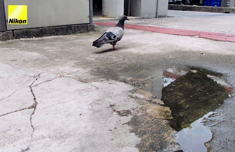 pigeon