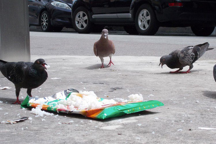 pigeons rice