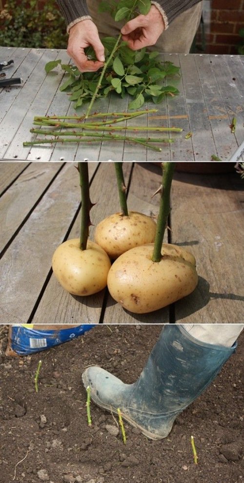 plant-roses-potatoes