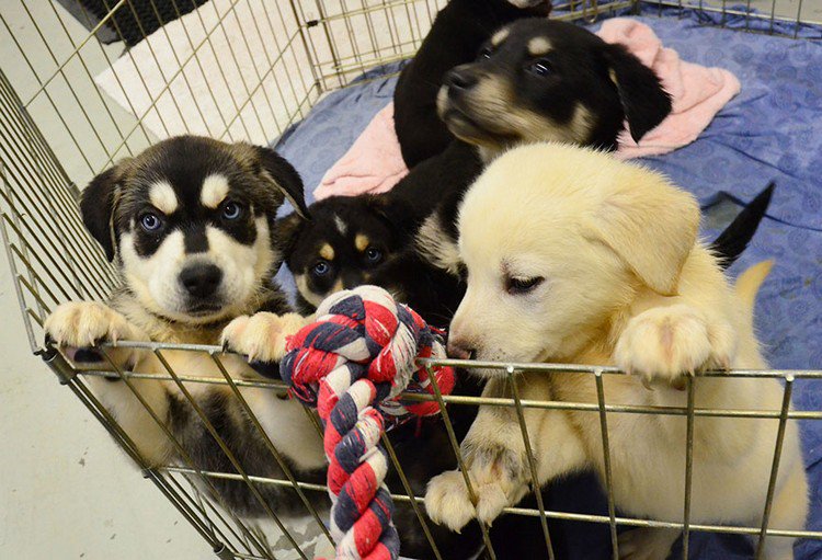 puppies playpen