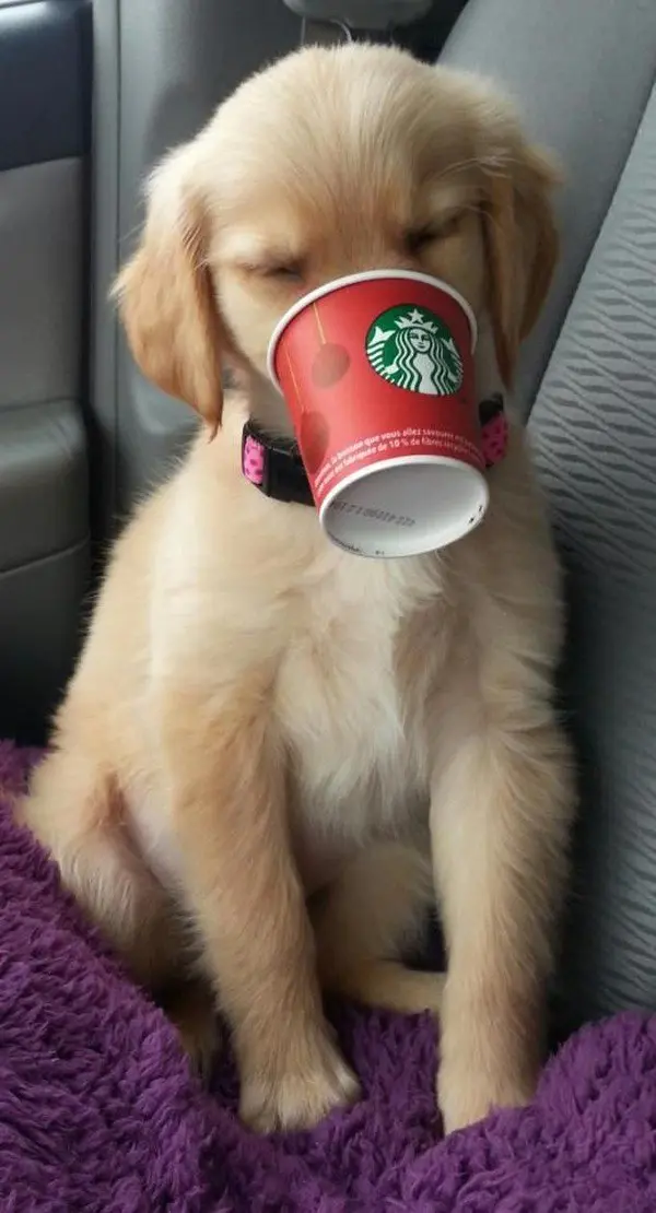 puppy starbucks cup