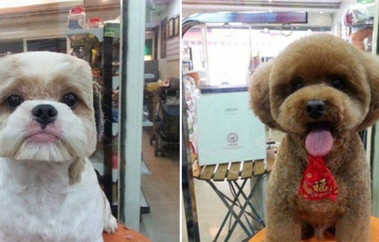 round dog haircuts square