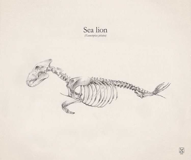 sea lion skeleton
