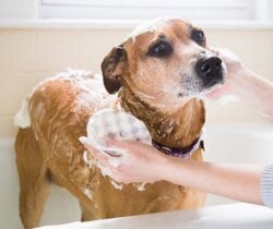 soap-infused dog wash sponge