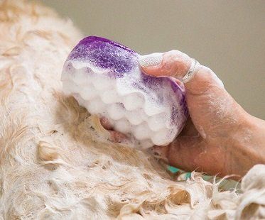 soap-infused dog wash sponge lavender